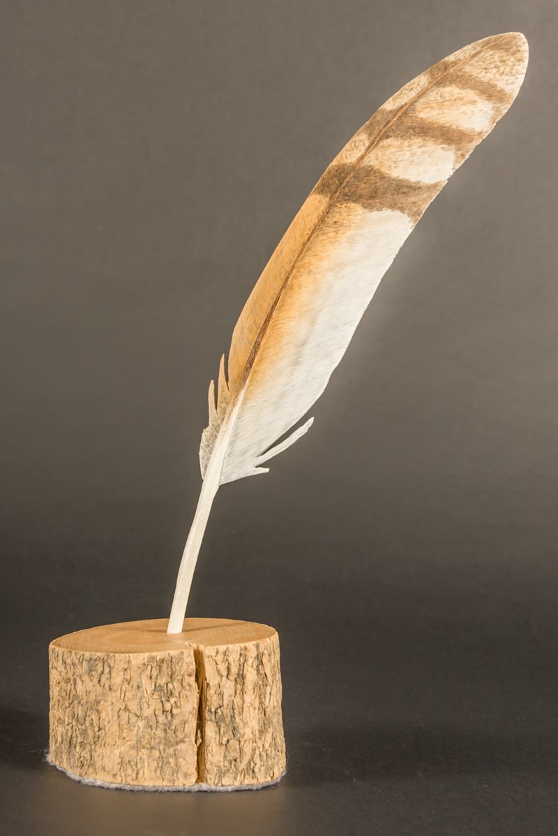 Barn Owl primary wing feather by David Askew