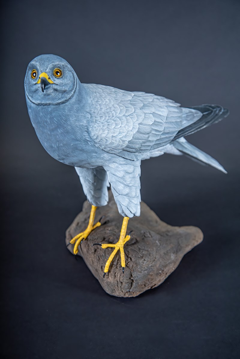 Hen Harrier by Alan Pickersgill, Second
