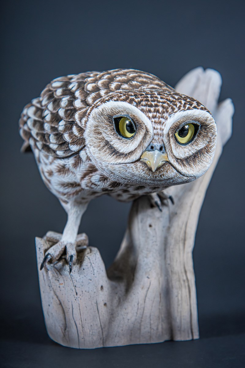 Little Owl by David Askew, First