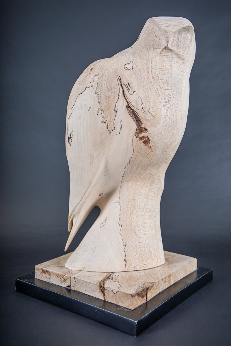 Gyr Falcon in Beech by Owen Wignall, First