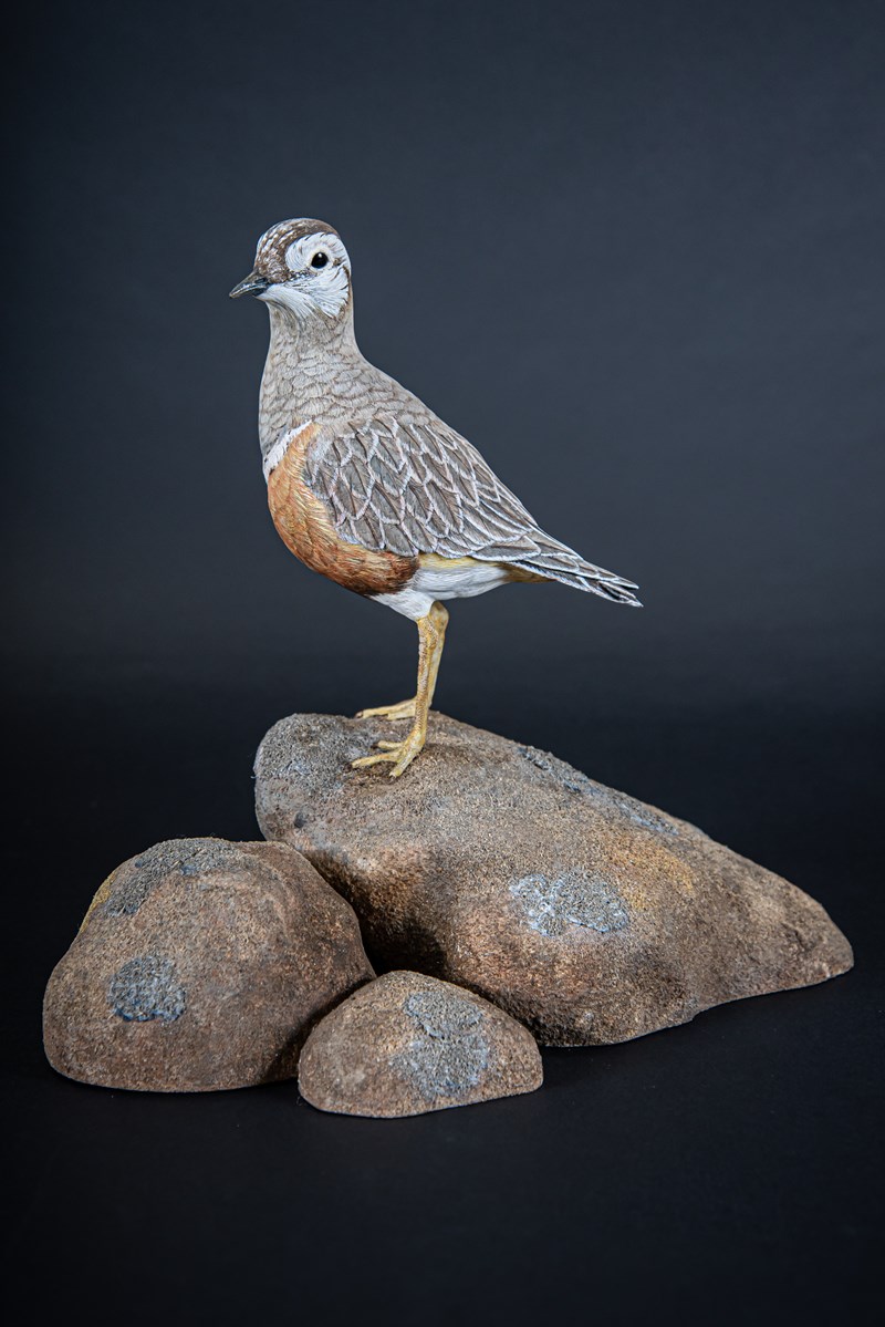 Dotterel by Paul Tully, First & Runner-up to the British Champion
