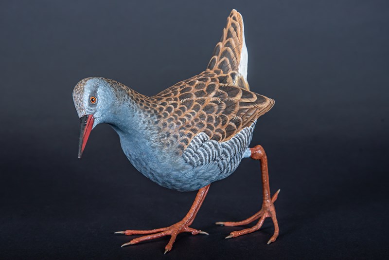 Water Rail by Alan Pickersgill, Second