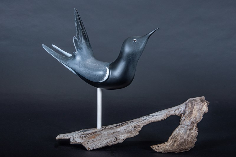 Black Tern by Owen Wignall, Second