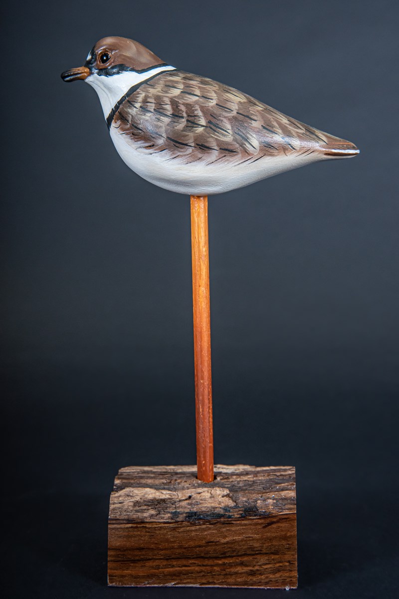 Semipalmated Plover by Terry Getley, Highly Commended