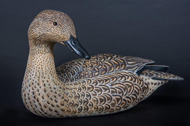 Pintail (Anas acuta) by Richard Rossiter, Second