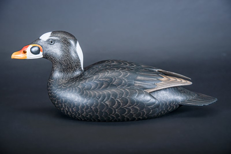 Surf Scoter by Paul Dalby, First, British Champion, BDWCA Best Open