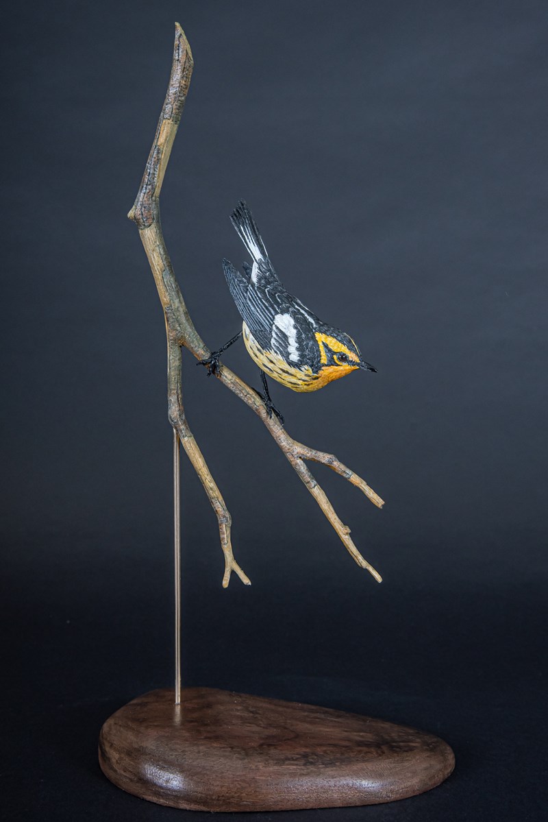 Blackburnian Warbler by Steve Toher, Second