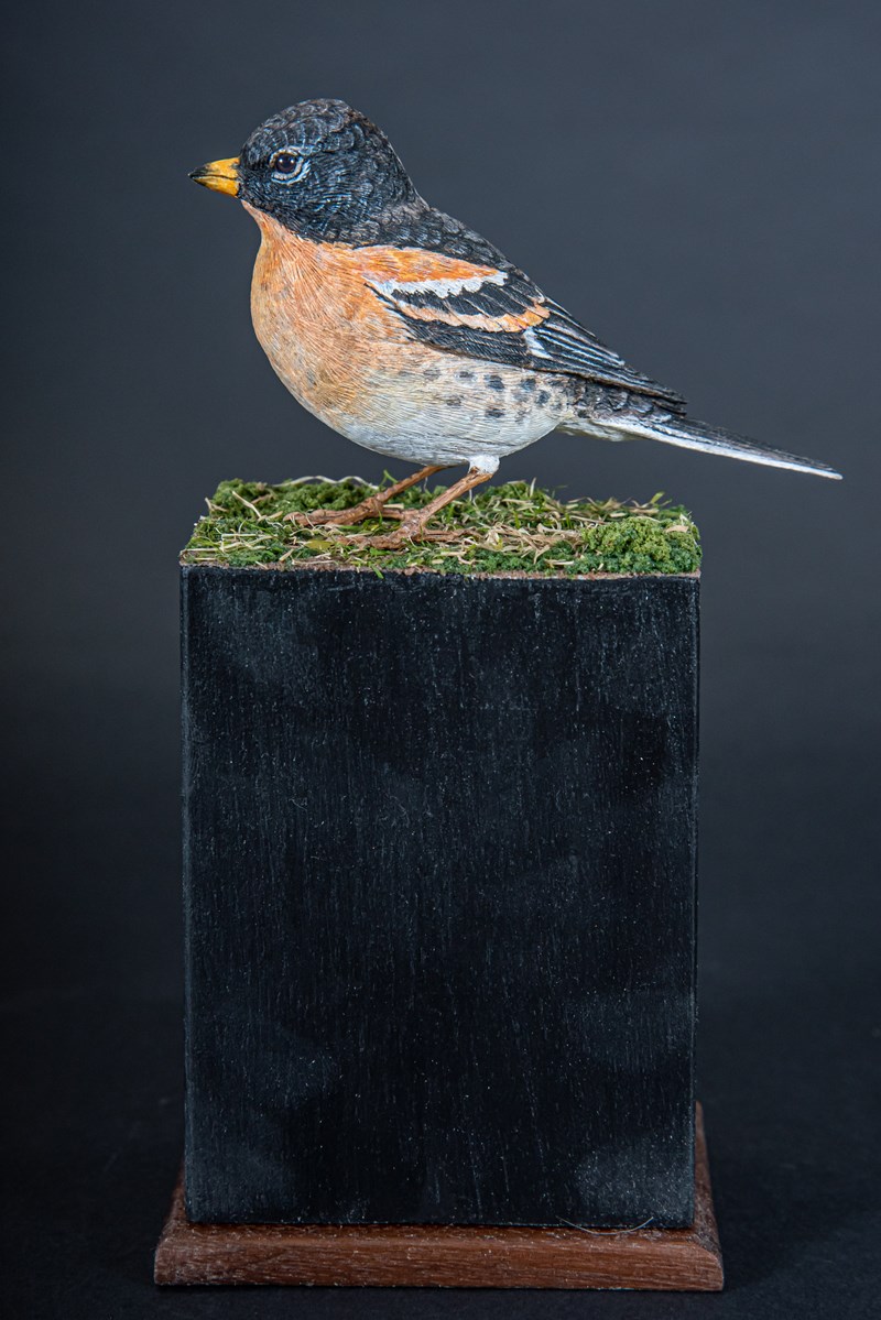 Brambling by Steve Toher, Highly Commended