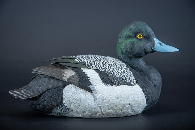 Greater Scaup (Aythya marila) by Richard Rossiter, First