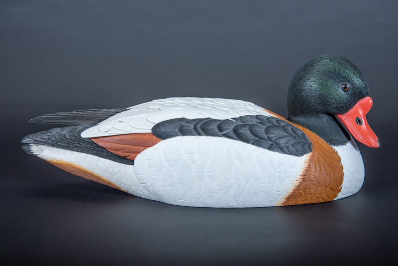 Shelduck by Paul Dalby, Highly Commended