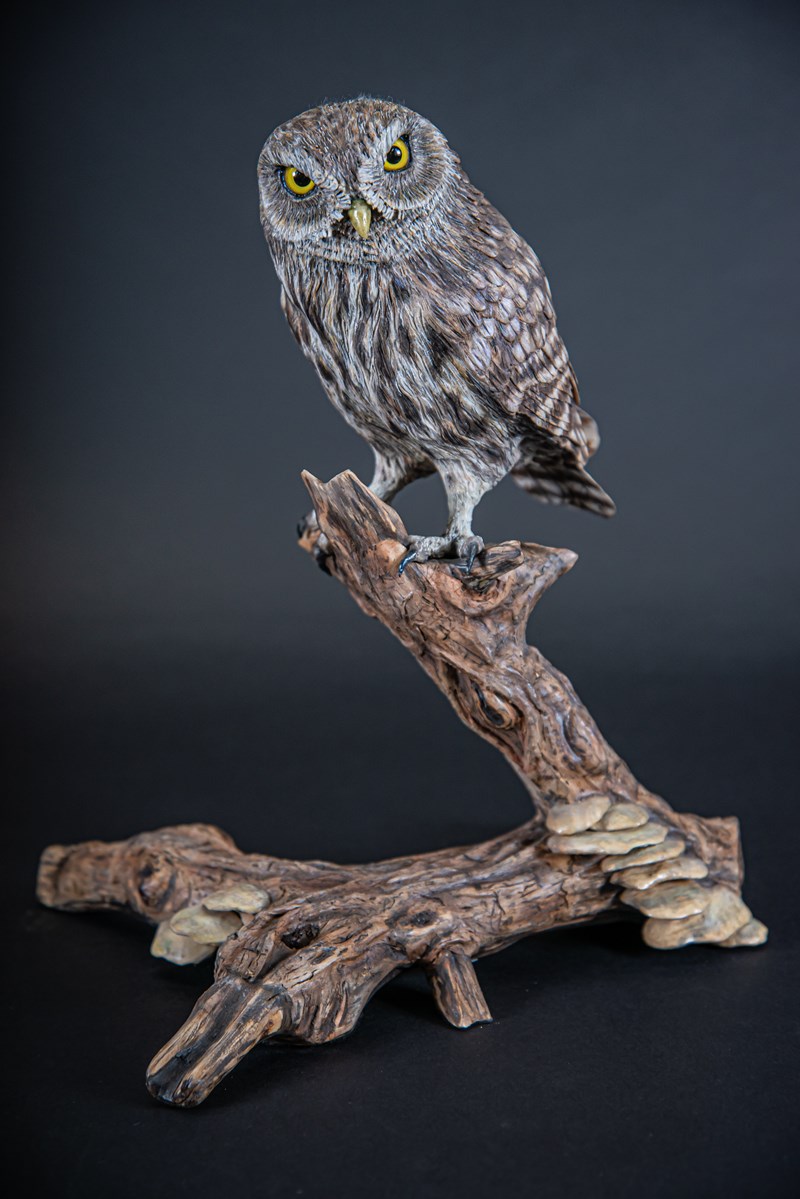 Little Owl on falling branch by Stephen Rose, Gold and Best Intermediate