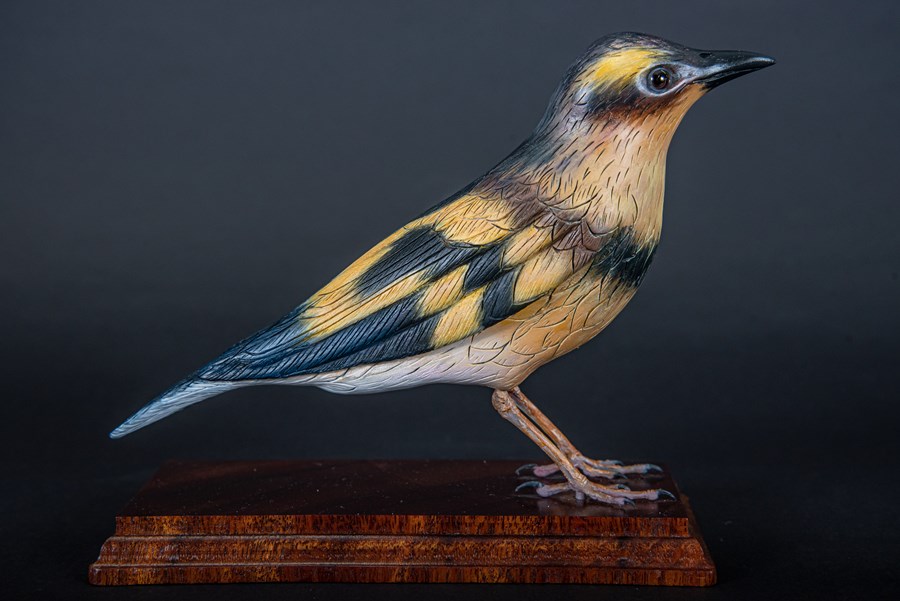 Varied Thrush by Derek Black, Bronze