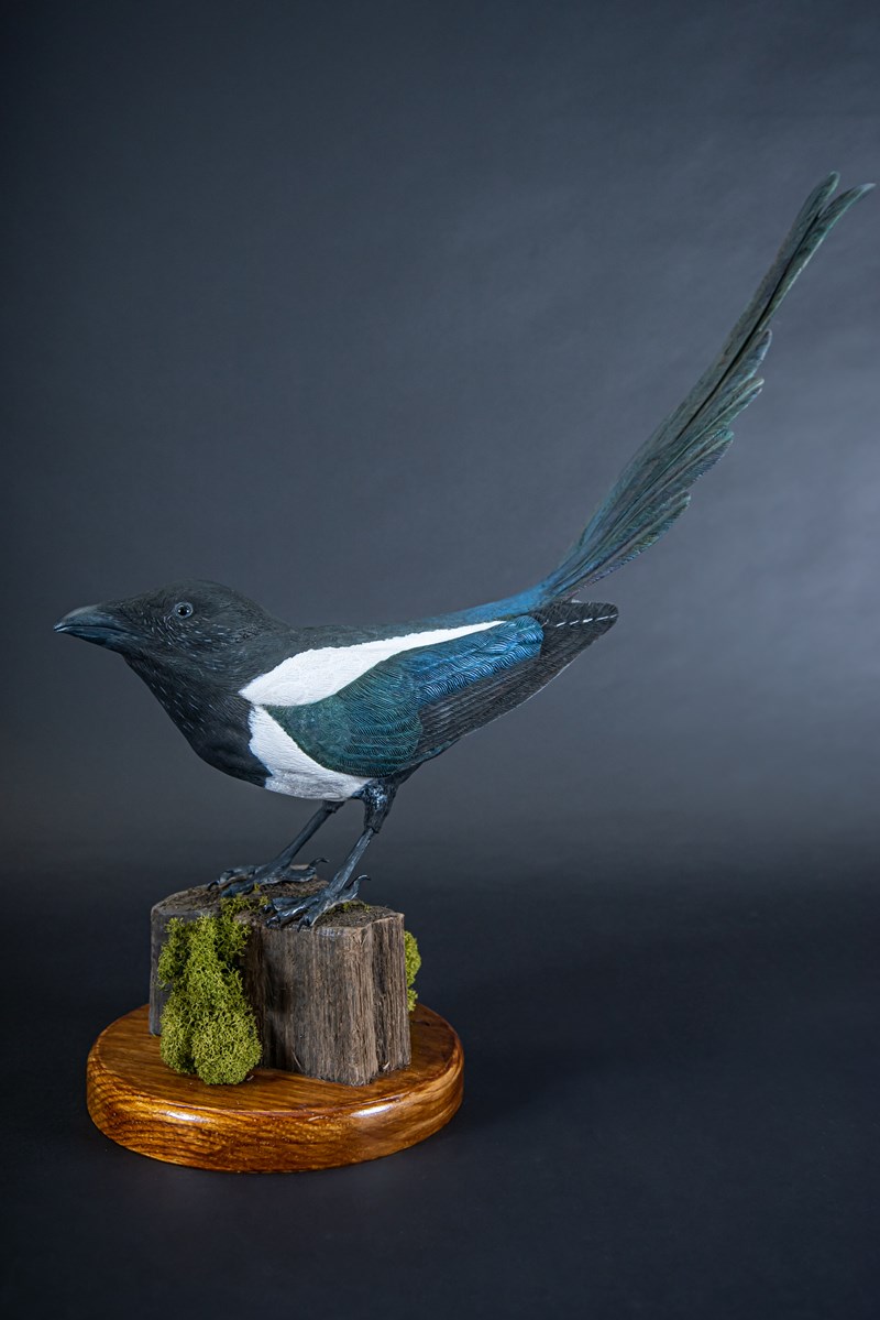 Magpie by Billy Turkington, Gold and Best Novice