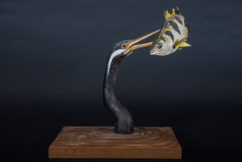 Archerfish with Australian Darter by Steve Toher, Second