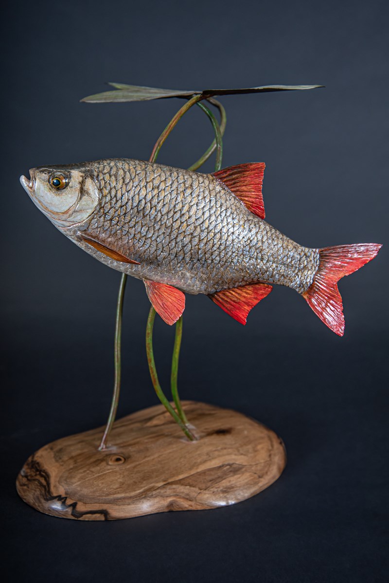 Rudd by Steve Toher, First