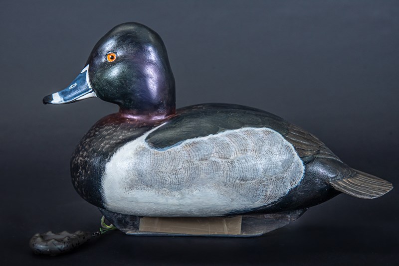 Ring Necked Duck by Maggie Port, Second