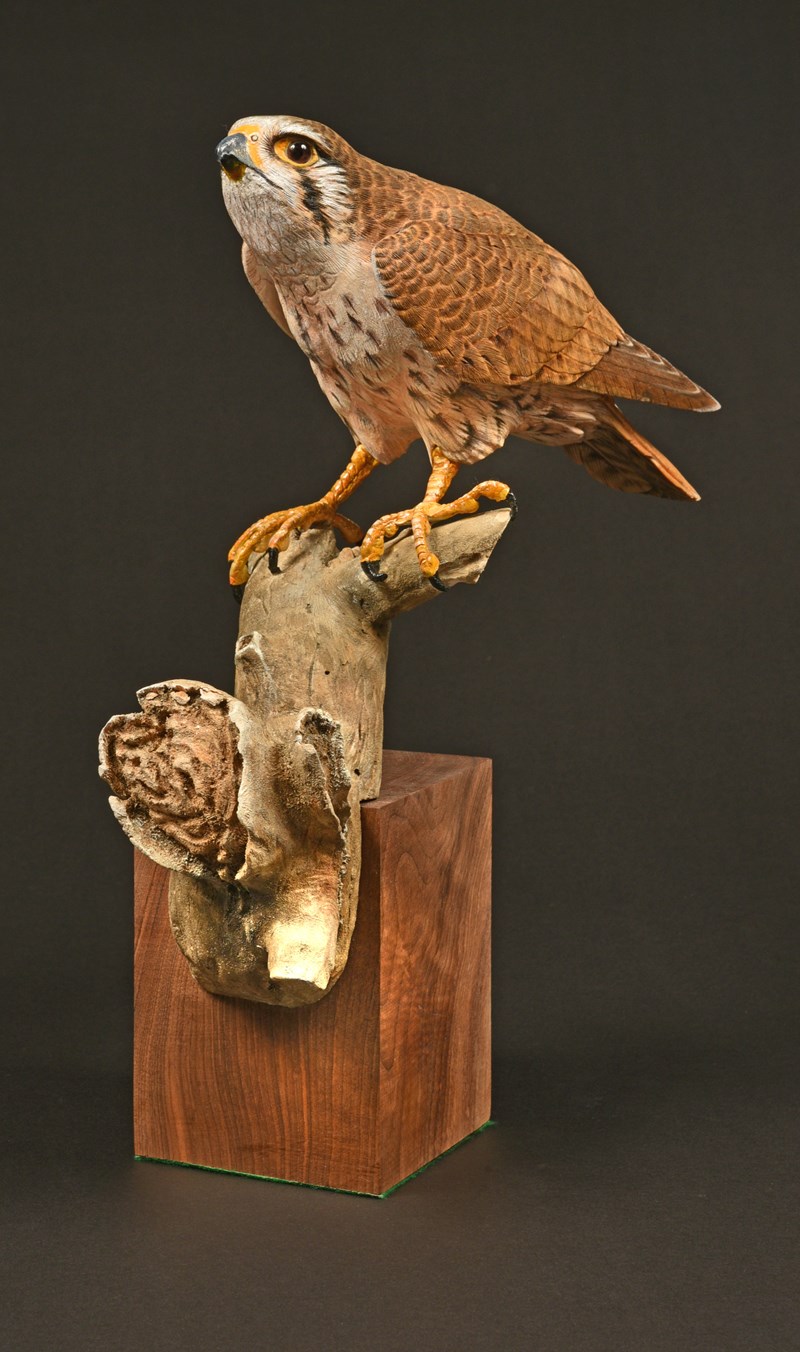 Prairie Falcon,75% lifesize, carved rock mounted on walnut block by Tom Fitzpatrick, HC