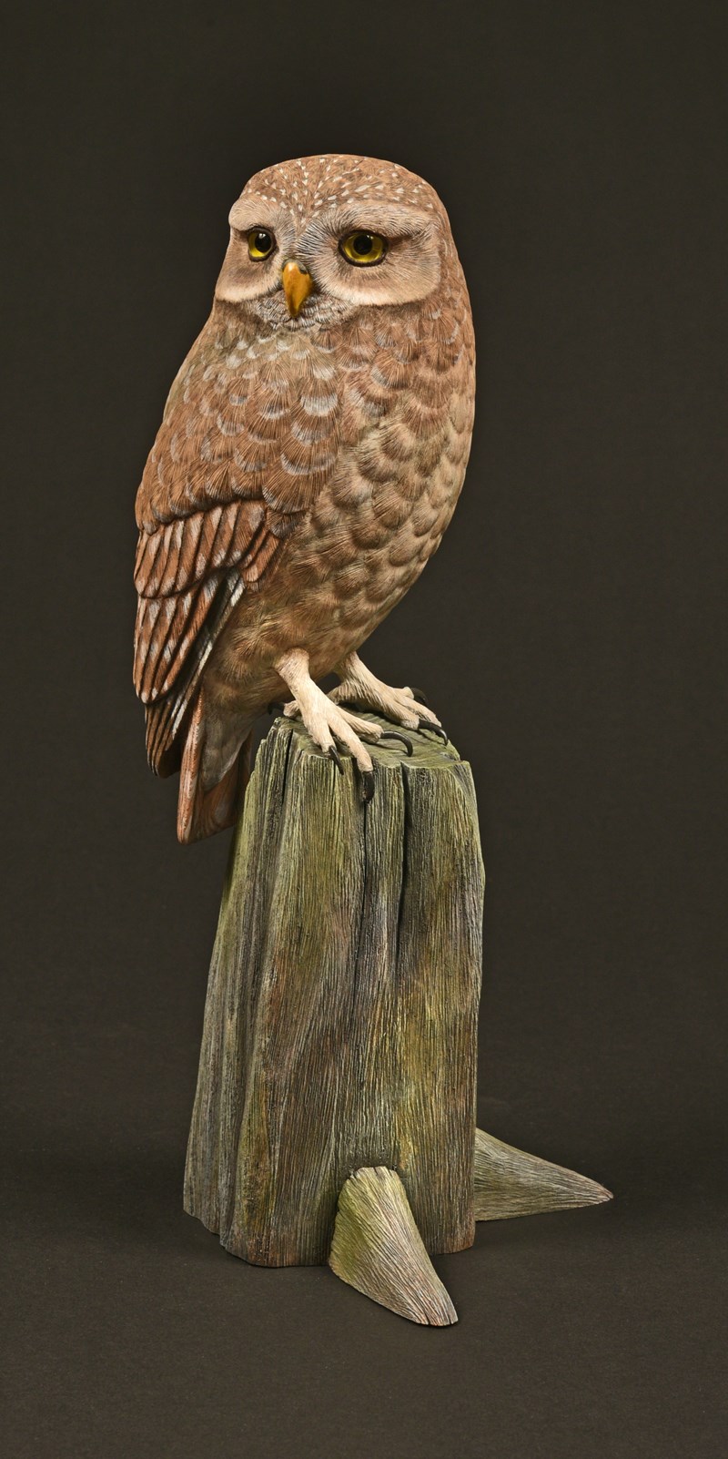 Little Owl by Mark Langford, 1st