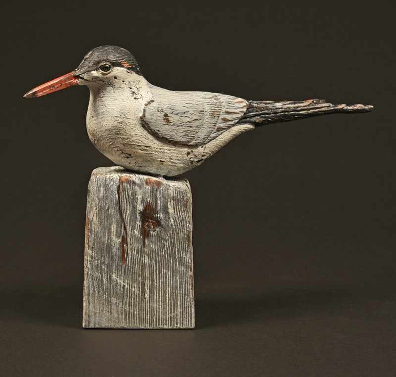 Common Tern (antique style) by Mark Richards, HC