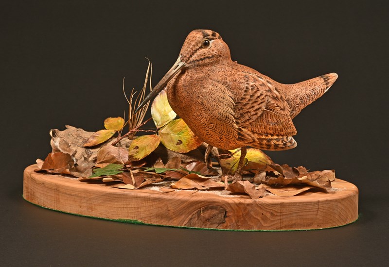 Woodcock, habitat made from paper and shim by Tom Fitzpatrick, 2nd