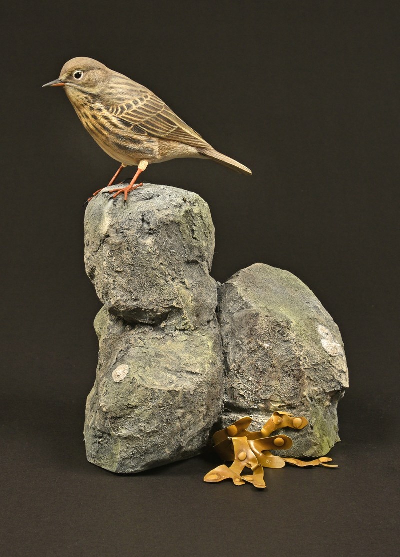 Rock Pipit (Autumn) by Alan Pickersgill, 2nd