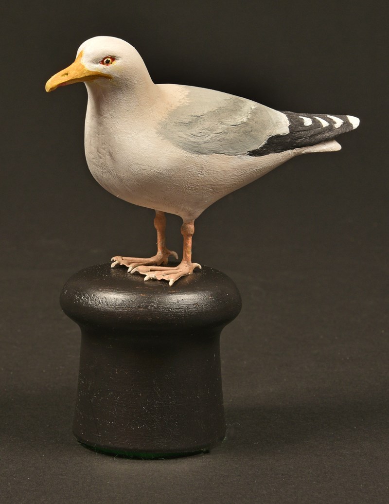 Herring Gull (adult) by Tom Hindmarch, Gold