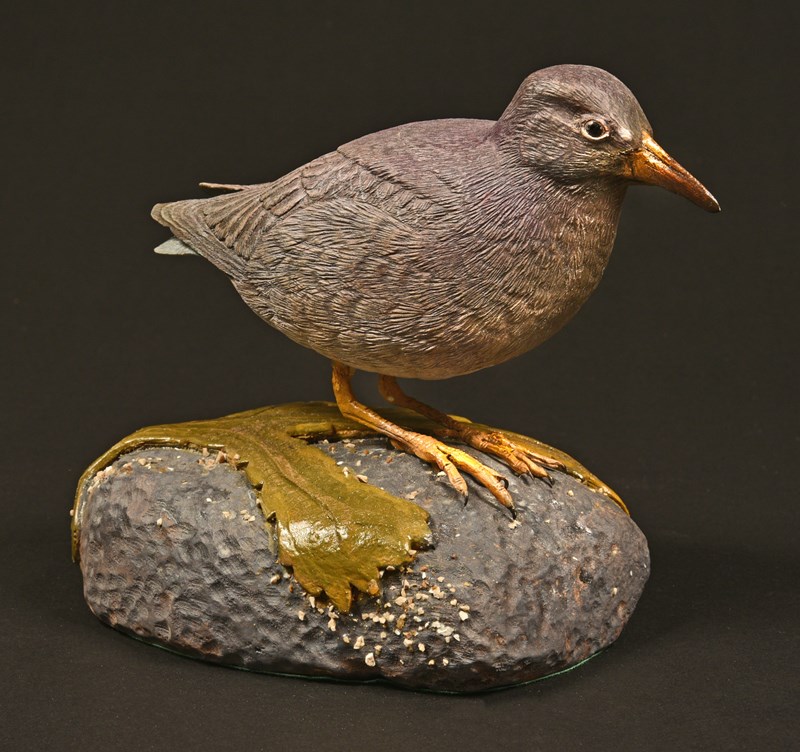 Purple Sandpiper by Roger Francis, Bronze