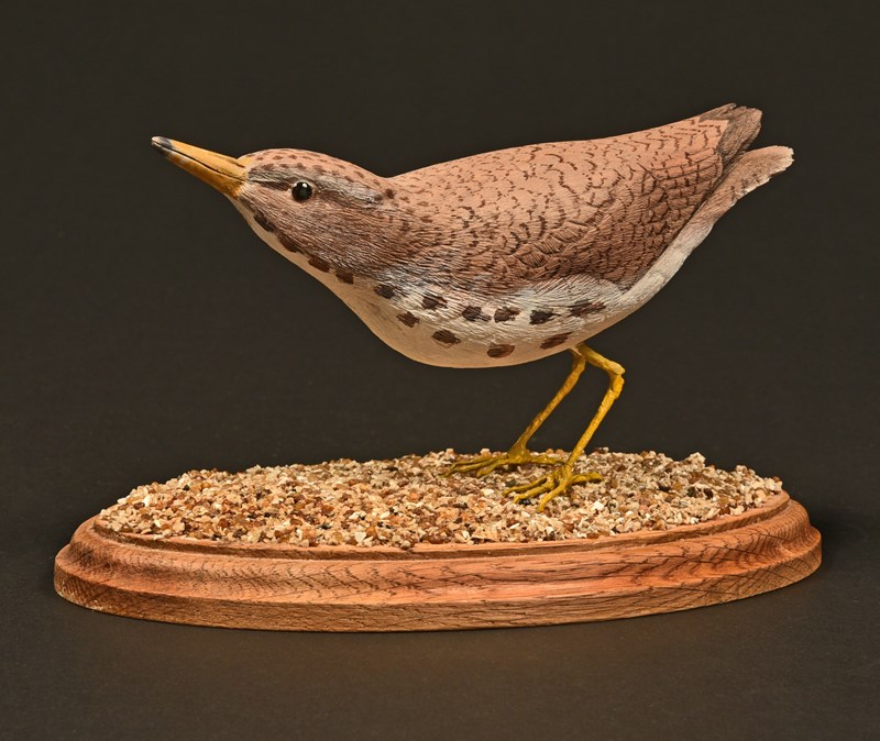 Spotted Sandpiper by Roger Francis, Gold