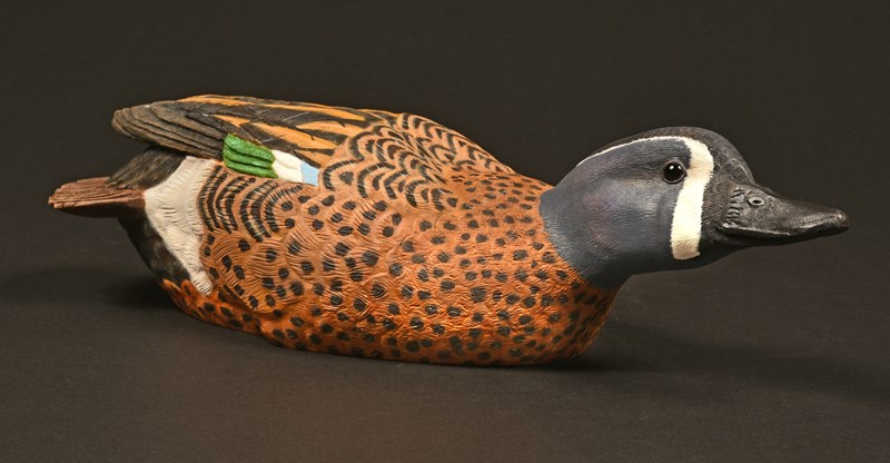 Blue-winged Teal by Paul Daunt, Gold