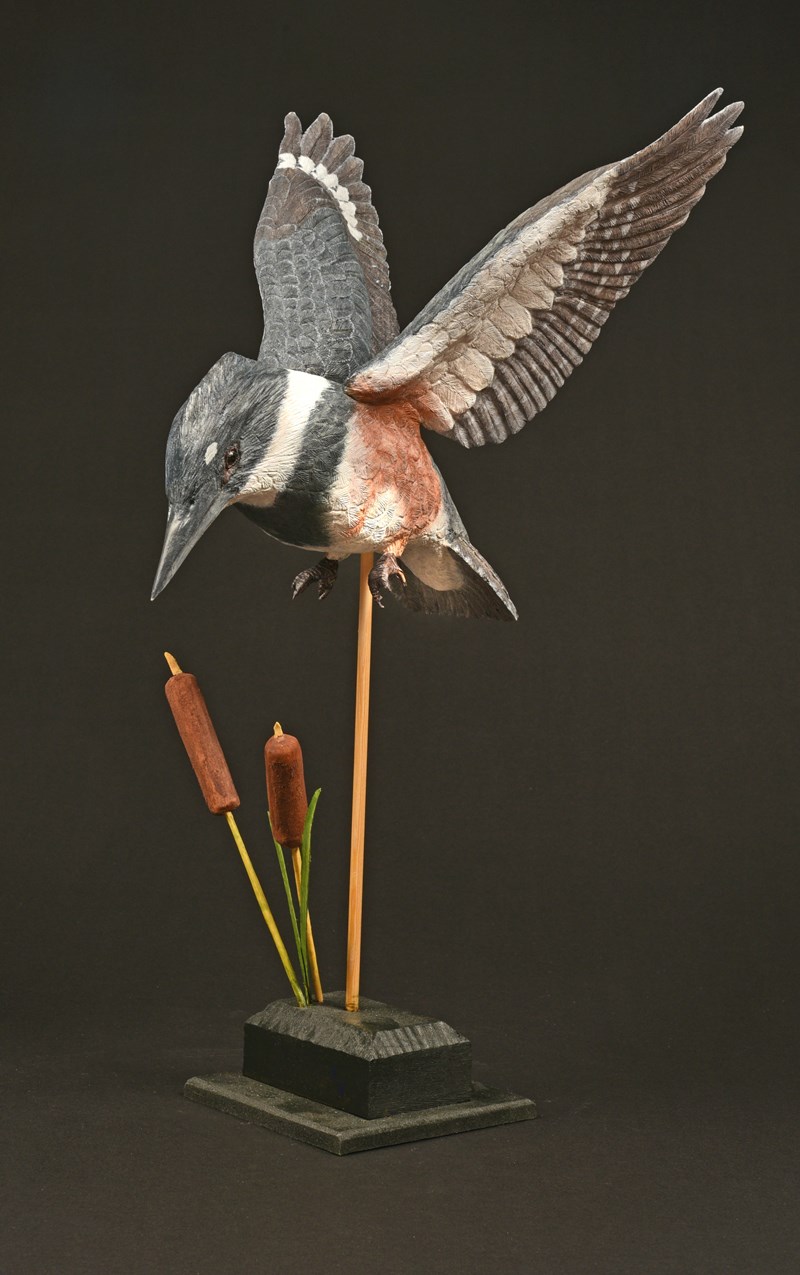 Belted Kingfisher hovering over bullrushes by Peter Spiers, Silver