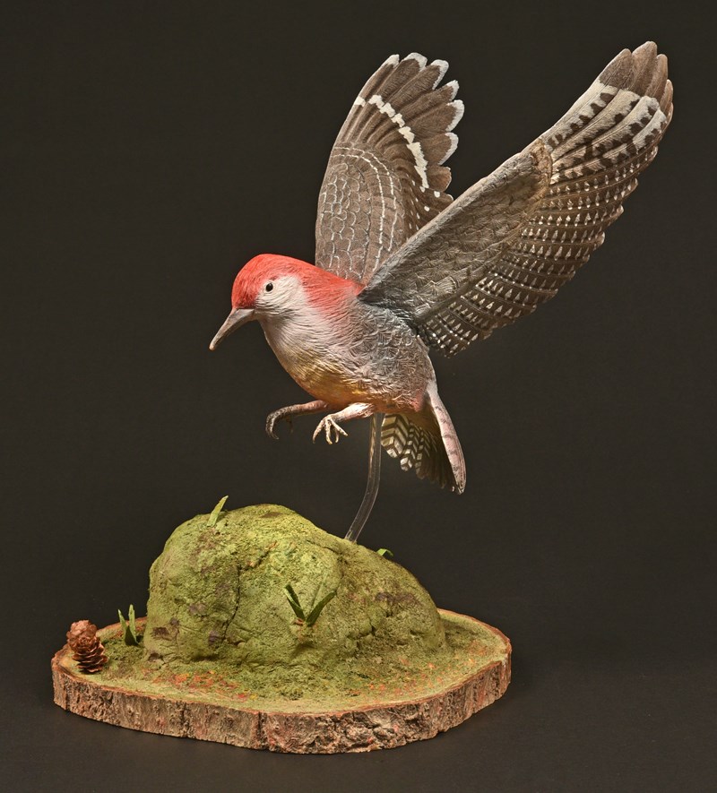 Red-bellied Woodpecker coming into land by Peter Spiers, Silver + Best Newcomer