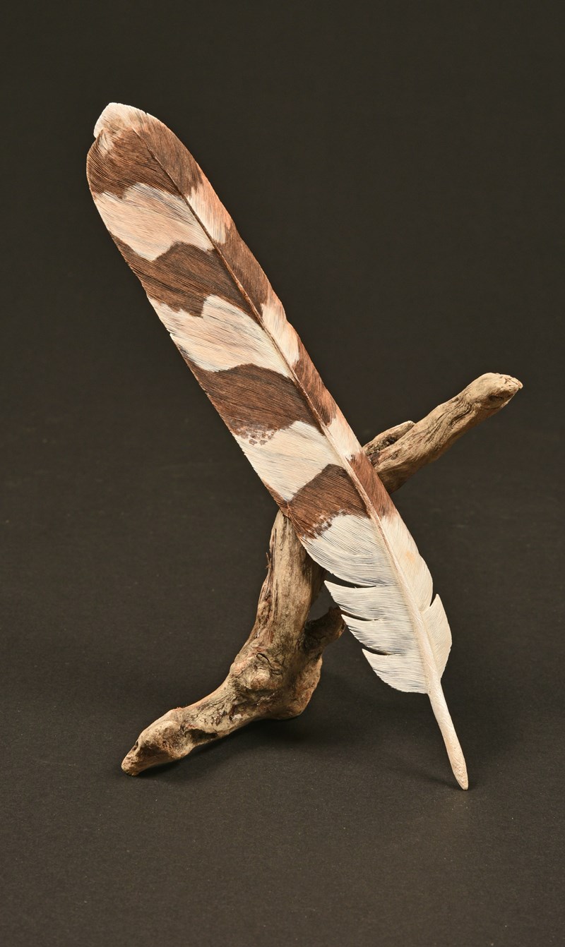 Female Hen Harrier Tail feather by David Askew, 2nd
