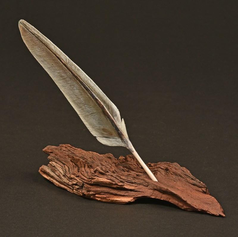 Wood Pigeon Primary feather by Elizabeth Rolley, 1st