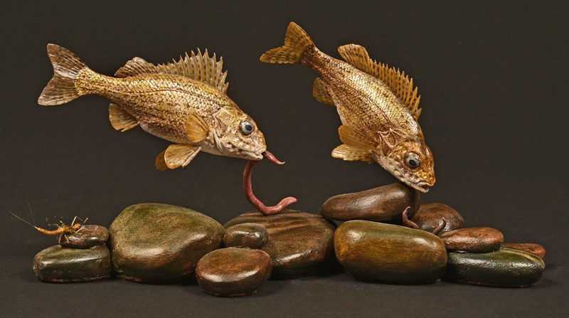 Ruffe by Staeve Toher, 1st
