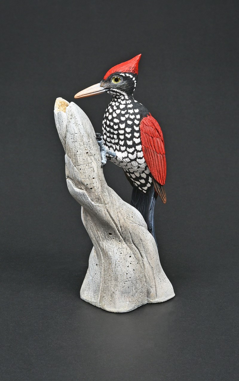 Crimson-backed Flameback by David Askew