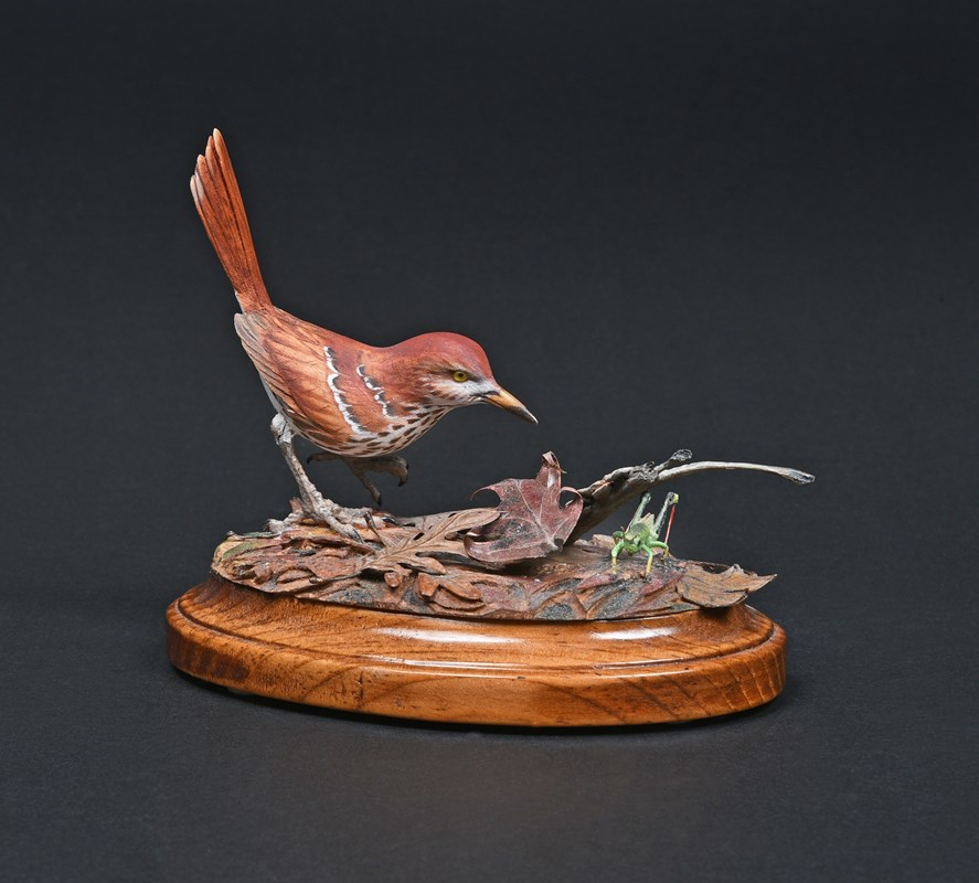 Brown Thrasher, 