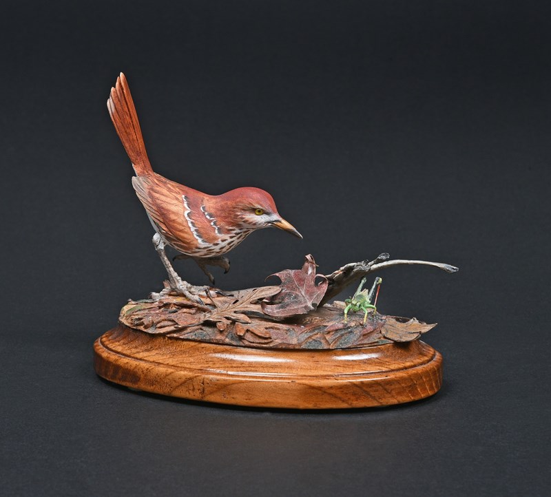 Brown Thrasher, 