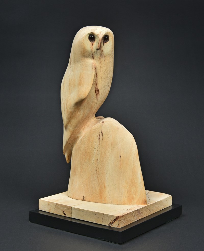 Barn Owl in beech by Owen Wignall