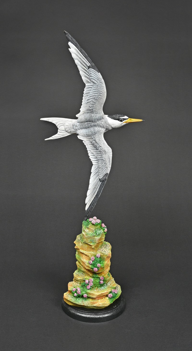 Little Tern, half size by Mark Richards, 2nd