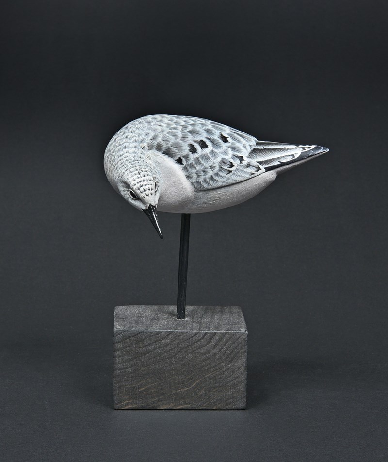 Feeding Sanderling by David Askew, HC