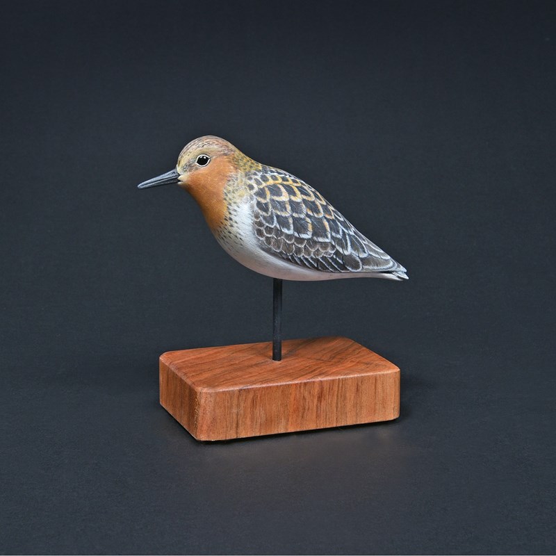 Red-necked Stint by Raif Killips, 1st