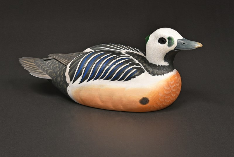 Steller's Eider by Paul Dalby, 1st