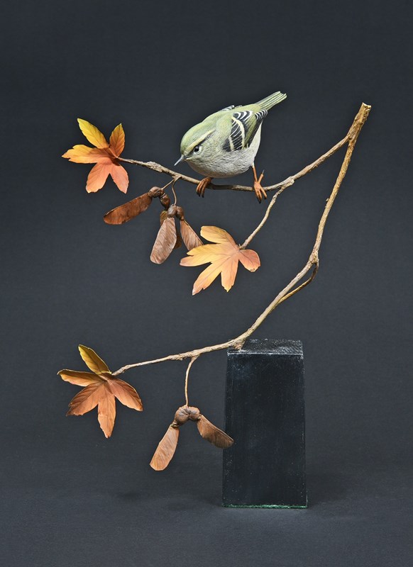 Yellow Browed Warbler by Alan Pickersgill, HC