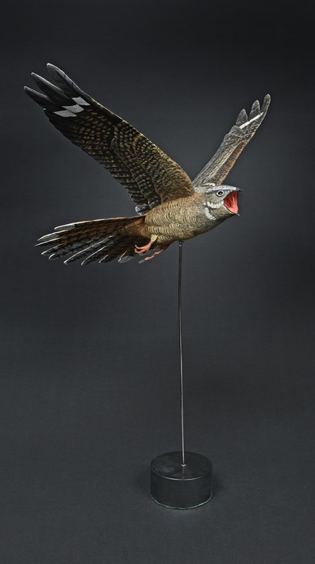 Nightjar by Alan Pickersgill, HC