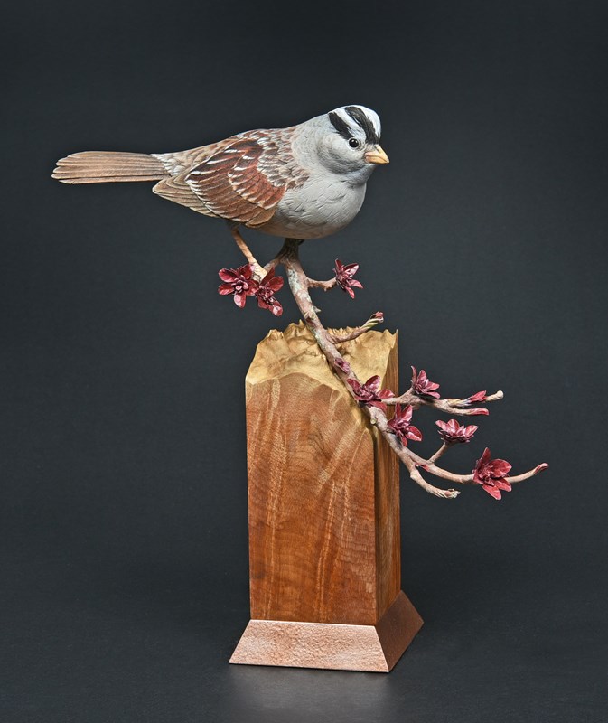 White-crowned sparrow, 