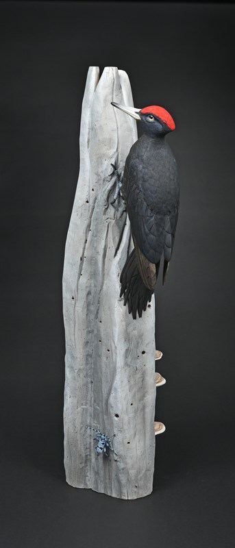 Black Woodpecker, 'No such thing as dead wood