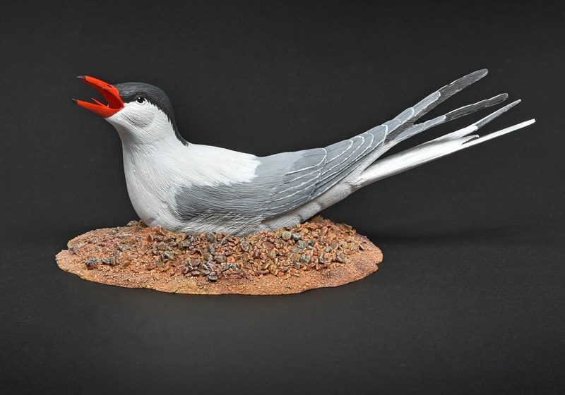 Common Tern on nest (approx 50% lifesize) by Jim Flinn