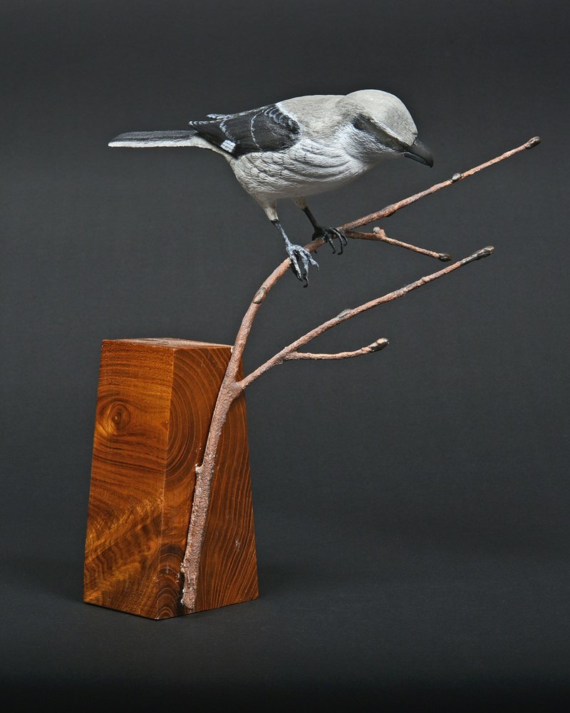 Great Gray Shrike by Roger Francis