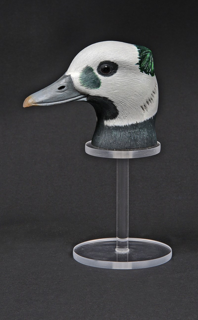 Steller's Eider head by Paul Dalby, 2nd
