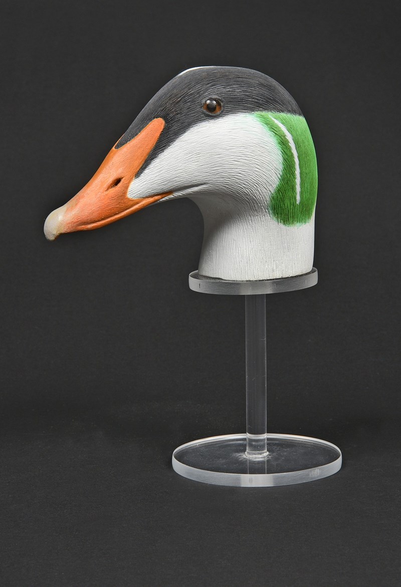 Common Eider head by Paul Dalby, HC